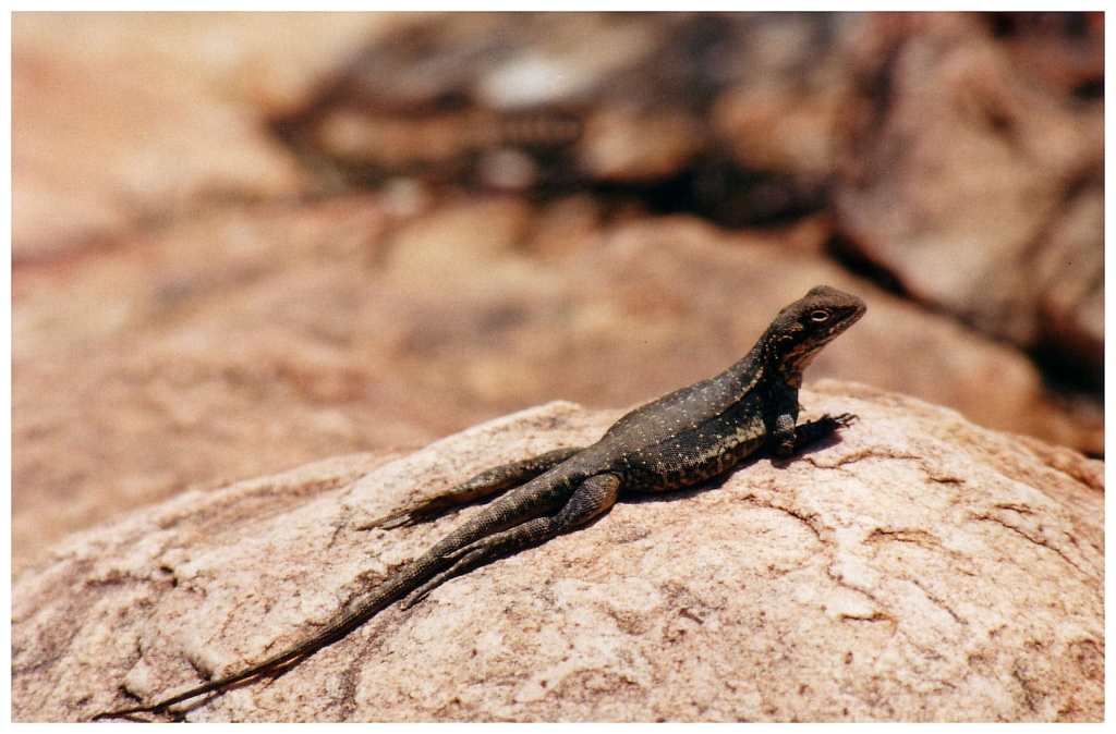 03 - The Flinders Ranges (6).jpg